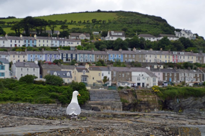 Sea Gull, New Quay